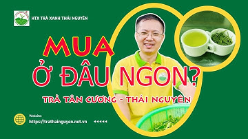 Trà Tân Cương Thái Nguyên: Mua ở đâu ngon, chuẩn chất lượng?