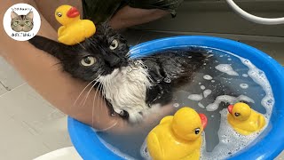 【野良猫食堂】寒さで凍えていた野良猫を暖かいお風呂へ入れてあげました