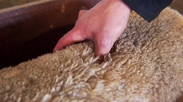 Sheep Body Condition Scoring Process