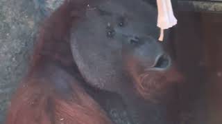 Scared Orangutans