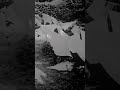 Michael Myers 1978 edit 