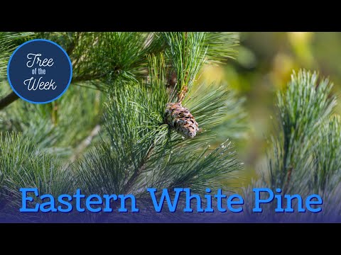 Vídeo: Weymouth Pine. Formes decoratives de plantes coníferes