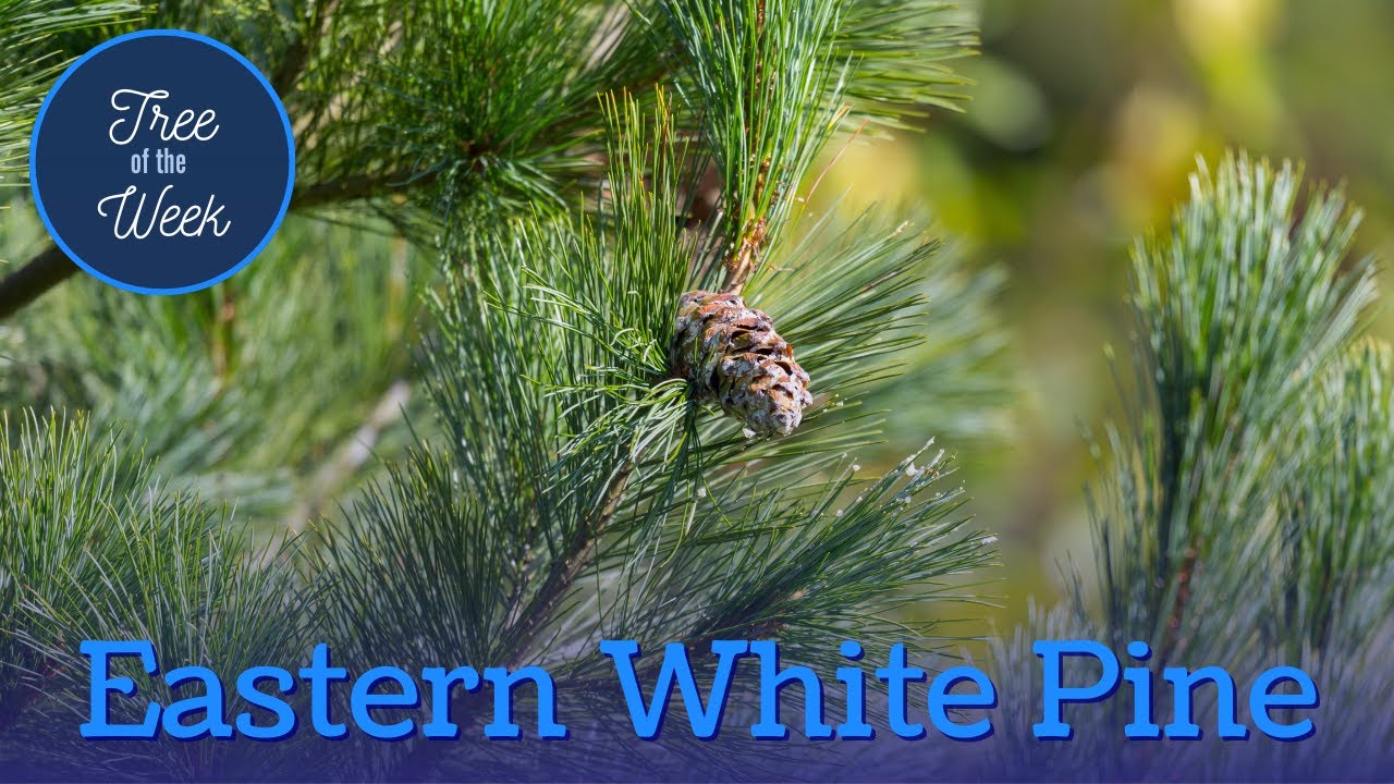 Eastern White Pine