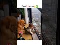 DOG LOVERS HIT LIKE ♥️🥰 “AI Generated | No real baby harmed” #reels #tiktok #tiktokvideos #love #dog
