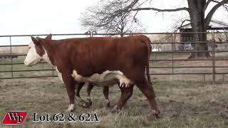 Genetic Source Lot 62 & 62A