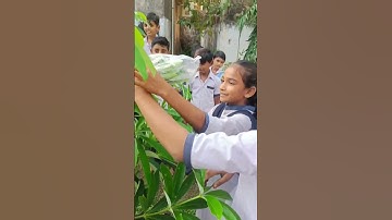 Class 6 Science Activity | Chapter 4 વનસ્પતિની જાણકારી મેળવીએ | પ્રવૃતિ: બાષ્પોત્સર્જન | Education