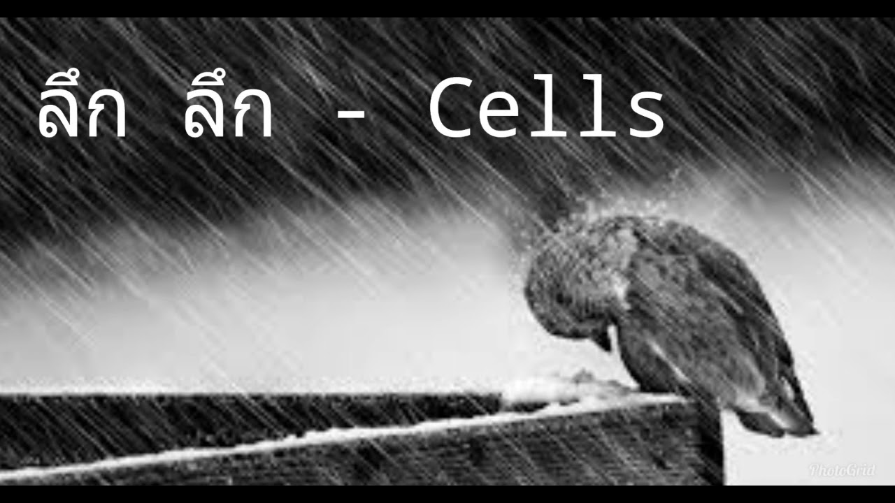 ลึก ลึก - Cells