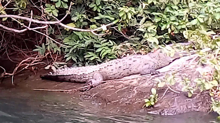 Cocodrilo en el Cañón del Sumidero
