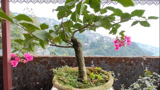 Bougainvillea Bonsai#grow4greenbonsai #bougainvillea #bonsai #bonsaigrowers #pruning