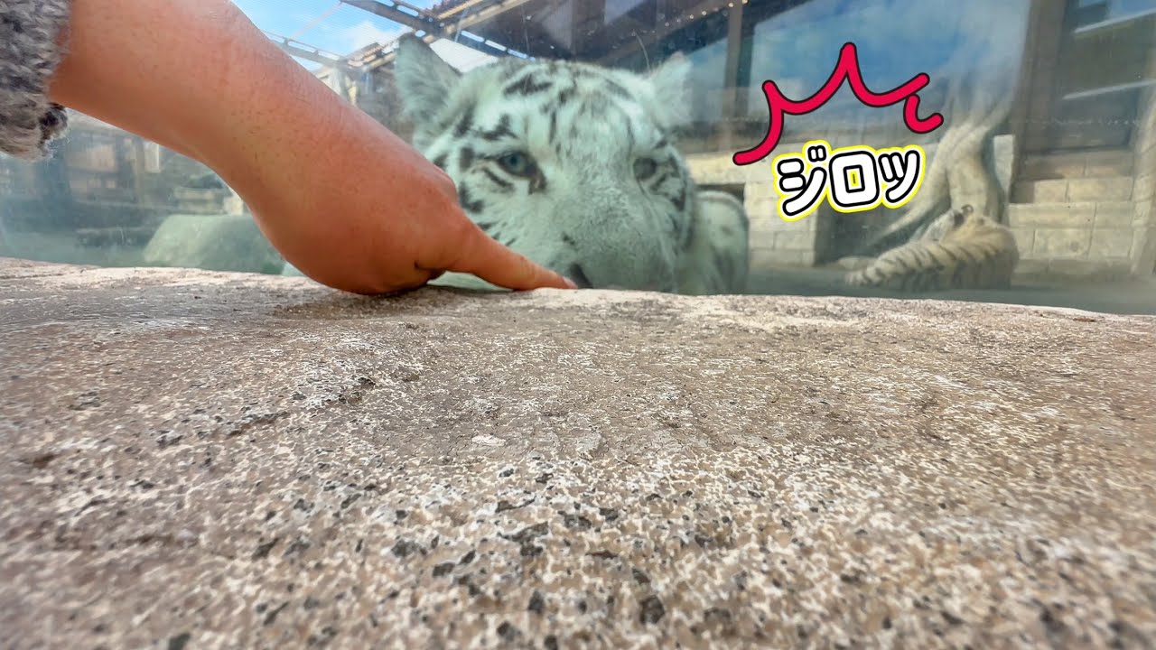 ハクくんの顔に指を近付けてみたら‼️ 11月20日 東武動物公園　ホワイトタイガー