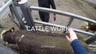 Cattle work