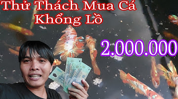 Cầm 2.000.000 Đi Mua Cá Betta Giant Betta Khổng Lồ Và Cái Kết