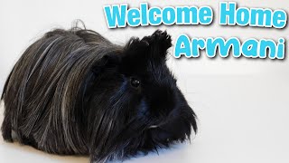 I Adopted A Male Peruvian Guinea Pig From Craigslist!