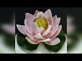 КУВШИНКА  (ВОДЯНАЯ ЛИЛИЯ,  WATER LILY) ИЗ ПОЛИМЕРНОЙ ГЛИНЫ   (ЧАСТЬ 2)