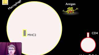 Cell Communication