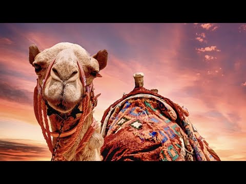 Qizlarni erkalayotgan yigitlarning fotosuratlari