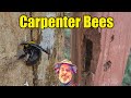 How to Control Carpenter Bees