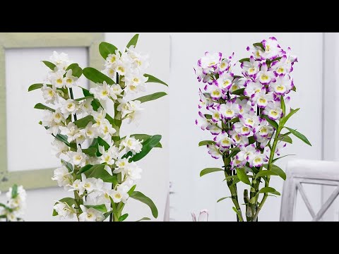 Виды орхидей комнатные цветы фото и названия уход в домашних условиях