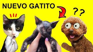 24 horas buscando a gatito bebe perdido con mi perro y animales / Videos de gatos Luna y Estrella by Mis gatitos bebés Luna y Estrella 122,546 views 6 months ago 10 minutes, 14 seconds