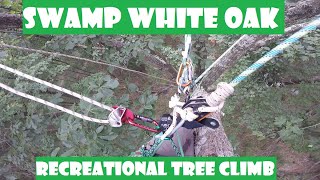 Swamp White Oak Recreational Tree Climb With A Friend