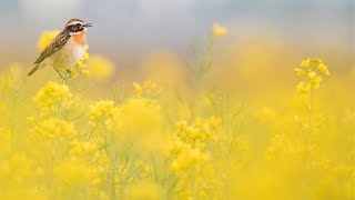 Sleep Deep Relaxation Music, Beautiful Soothing Soft Piano with Bird Sounds "Reflections" Tim Janis