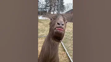 معزة معزة ام لسان طويل معزة تاكل شيبس مصاصه Goat راعي الاغنام تربية الحيوانات 