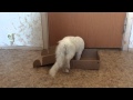 How to catch a cat 2