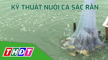 Nuôi cá sặc rằn an toàn, giảm chi phí | Cách nuôi ốc gác bếp phù hợp | Khuyến nông | THDT
