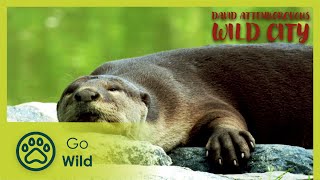 Hidden Wild | David Attenborough's Wild City 1/6 | Go Wild
