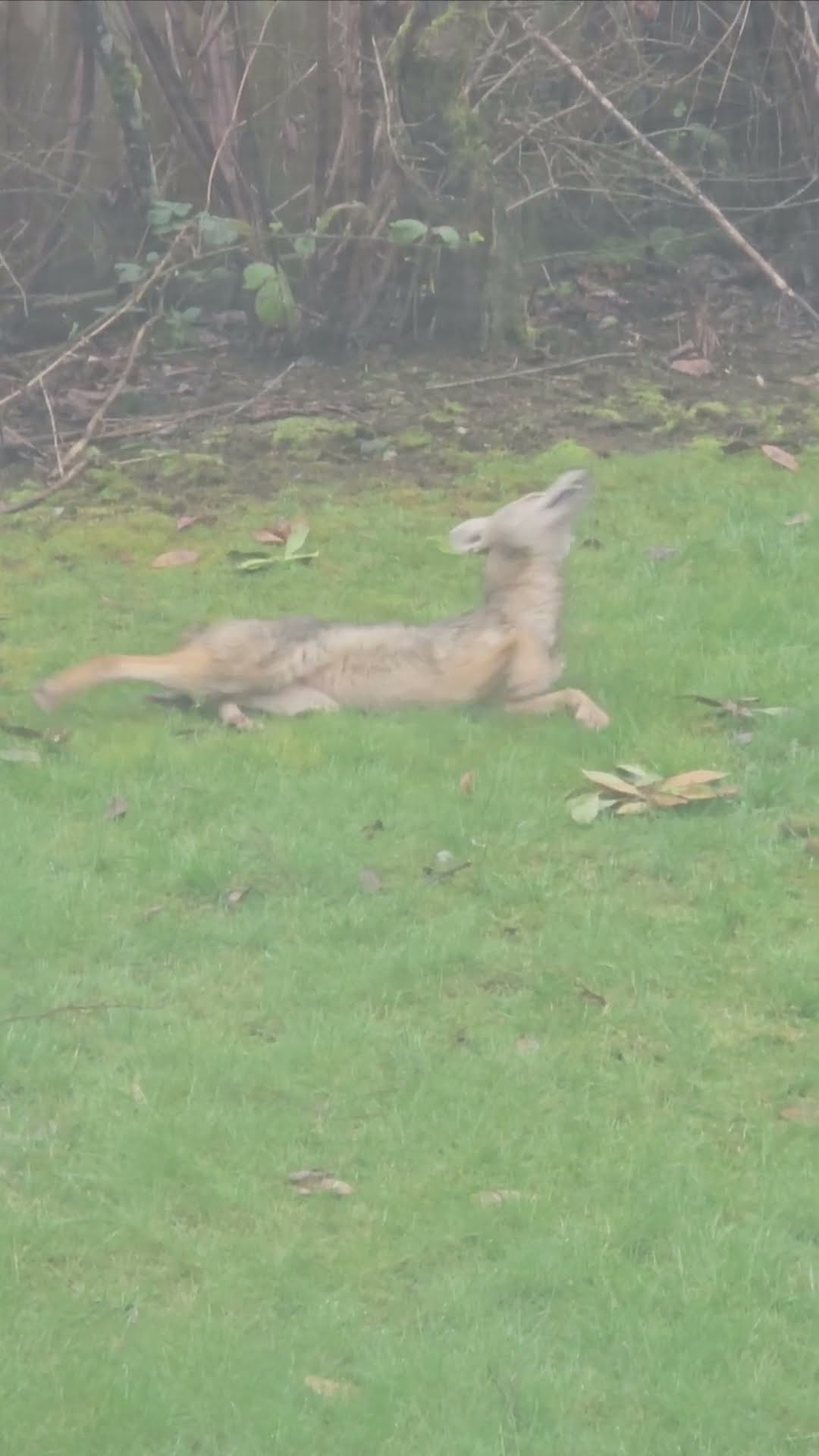 Coyote Plays With Dog Toy In Yard || ViralHog