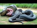 An Unbelievable Scene Captured in Nature