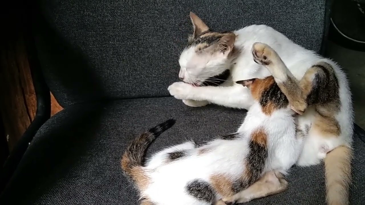 the cat's love for her child