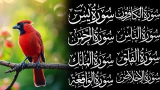 🔴LIVE , Ar Rahman, Al Waqiah, Al Mulk, Ikhlas, Falaq, An Nas ,Ayat Qursi, سورہ یاسین, episode Q2