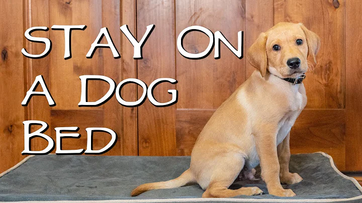 Labrador Retriever Teach Your Dog to Stay on a Dog Bed - Gun Dog Training