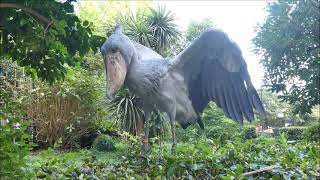 shoebill、植栽の上がお気に入りに？＠上野ハシビロコウ