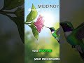Hummingbirds Recognize YOU! #shorts #youtubeshorts #shortvideo #viral #trending #fyp