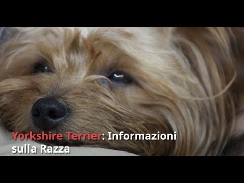 Video: Come Scegliere Un Cucciolo Di Yorkie