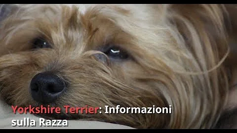 Che tipi di Yorkshire esistono?