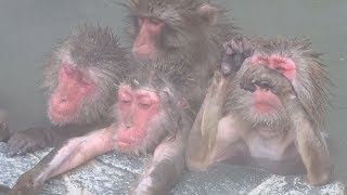 サルも温泉でうっとり 函館・湯の川