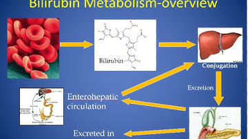 METABOLISM  OF BILIRUBIN OVERVIEW