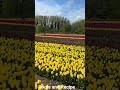 Norfolk Tulips Garden in UK