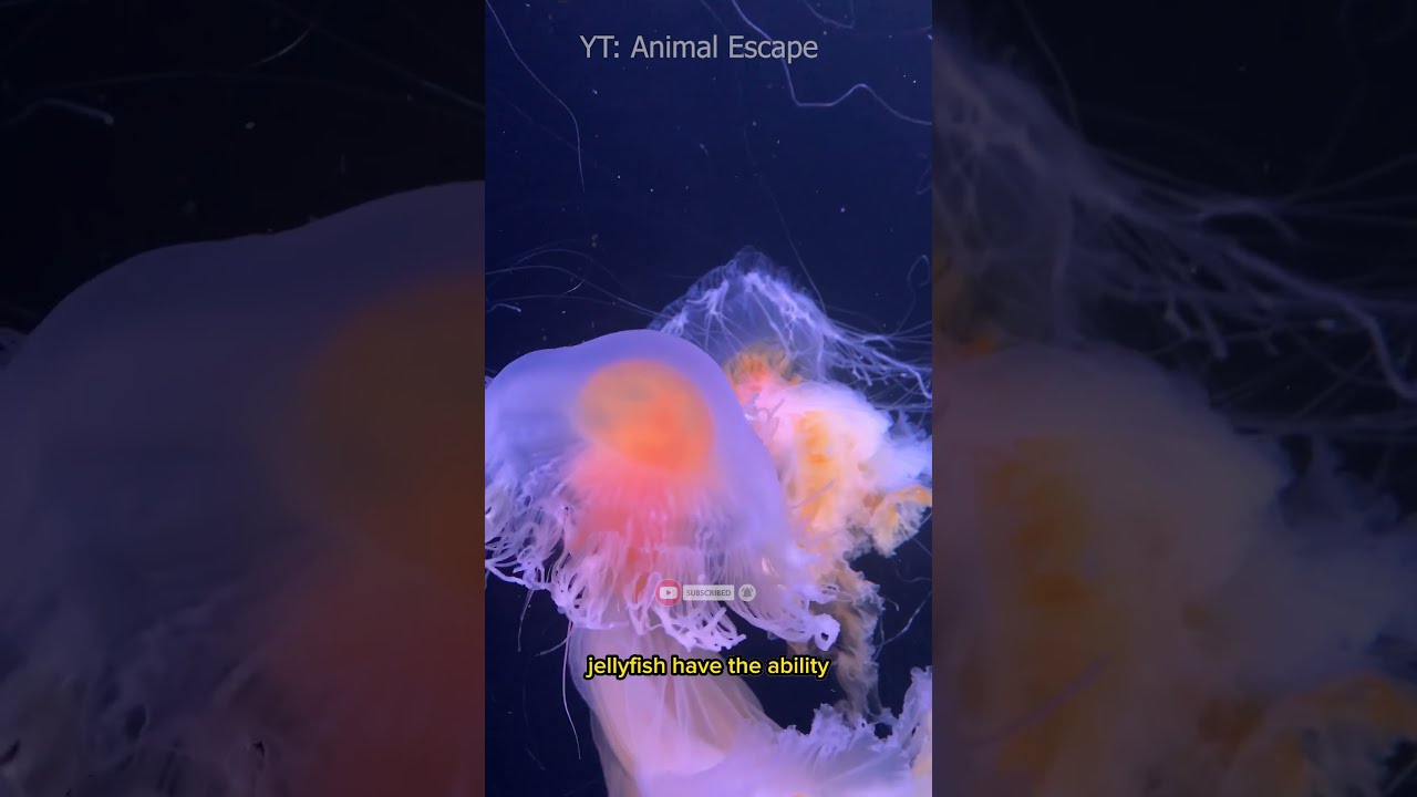 Jellyfish Is A Marine Animal That Belongs To The Cnidaria Group