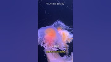 Jellyfish is a marine animal that belongs to the Cnidaria group