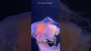 Jellyfish is a marine animal that belongs to the Cnidaria group