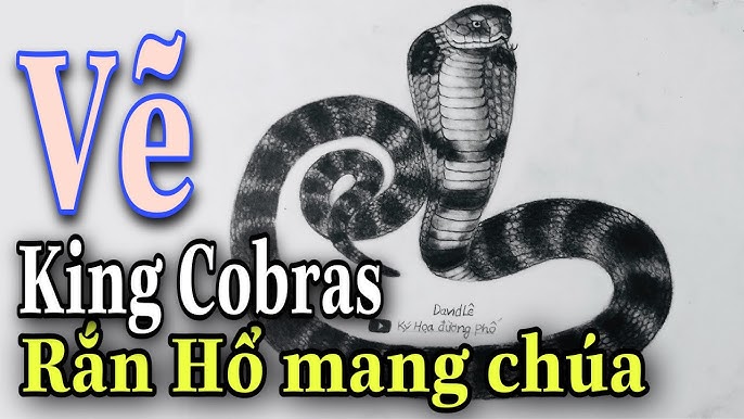 Cách vẽ rắn hổ mang chúa - How to draw to King cobras? - YouTube
