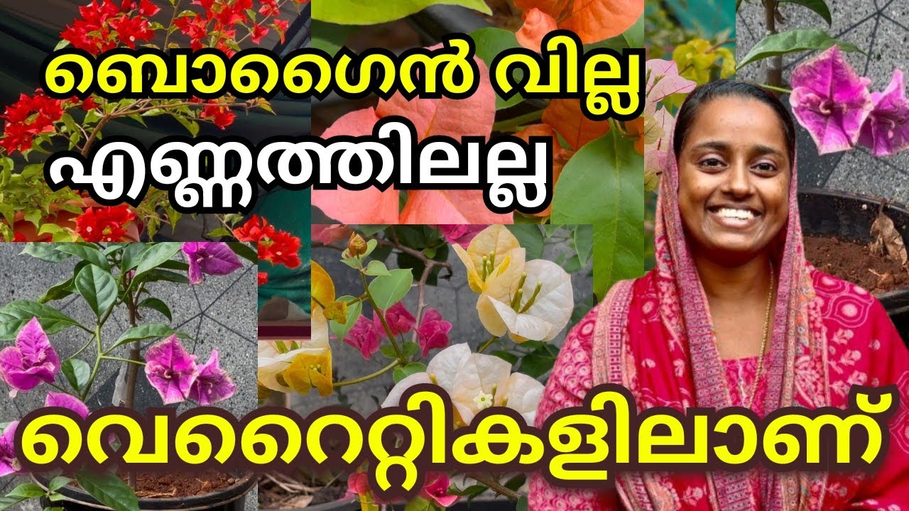 Bogan villa യുടെ വെറൈറ്റികൾ കേട്ടാൽ ഞെട്ടും