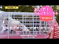 セキセイインコがお出かけキャリーで横浜観光✨山手本通り✨カトリック山手教会聖堂、ベーリック・ホール、エリスマン邸、横浜外人墓地、えの木てい、港の見える丘公園からチドリ坂を下って運河まで!横浜散歩3