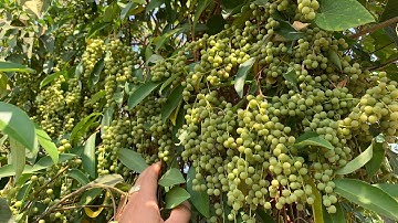 Đi Rừng Mà Gặp Bụi Trái Cây Rừng Này Ăn Thì Như Trúng...