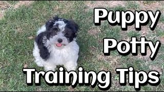 Teddy Bear Puppy Potty Training | My Little Hijackers #puppypottytraining