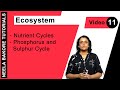 Biology For NEET & AIIMS | Ecosystem - Nutrient Cycles - Phosphorus and Sulphur Cycle